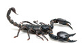 Heterometrus silenus Vietnam adult